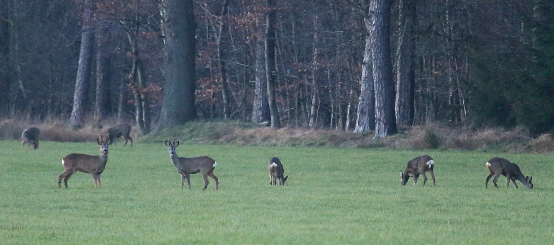 Tracking Animals