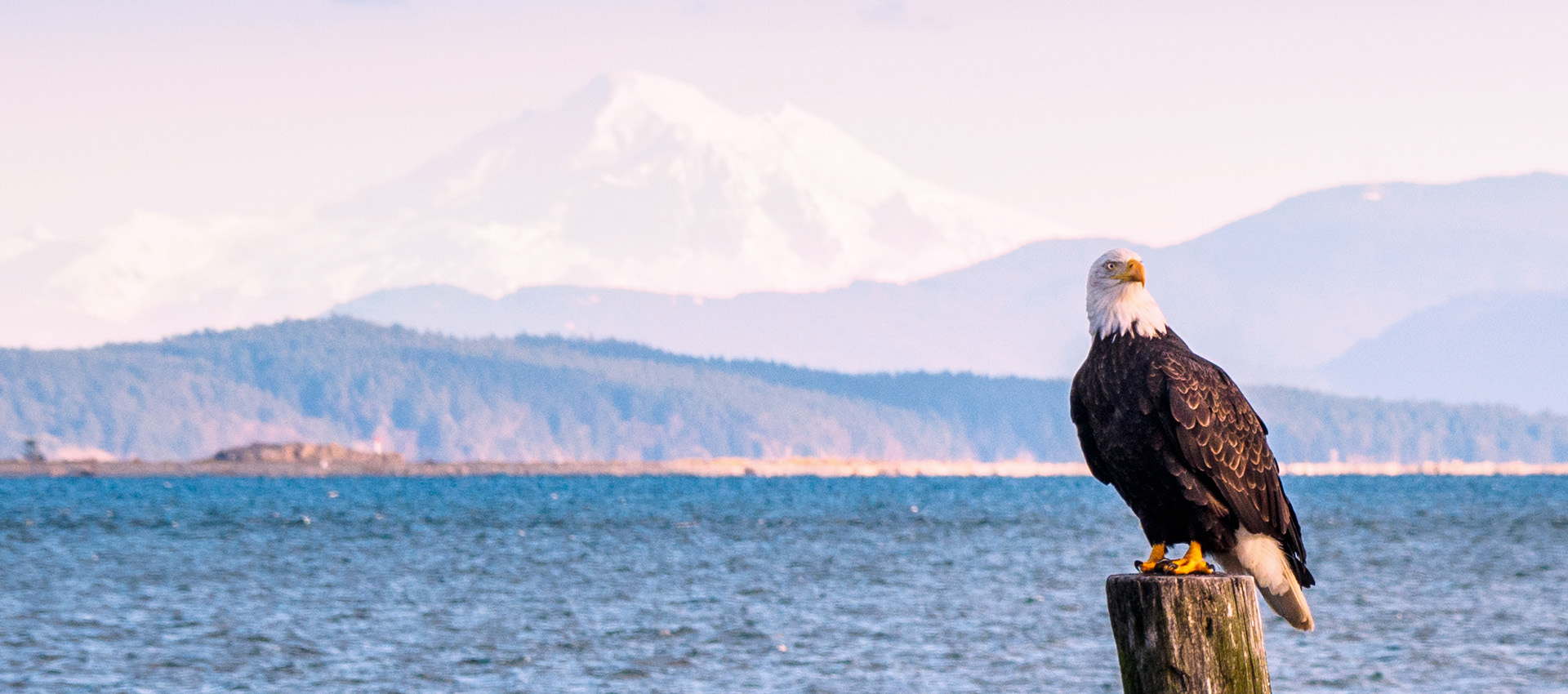 Bald Eagle