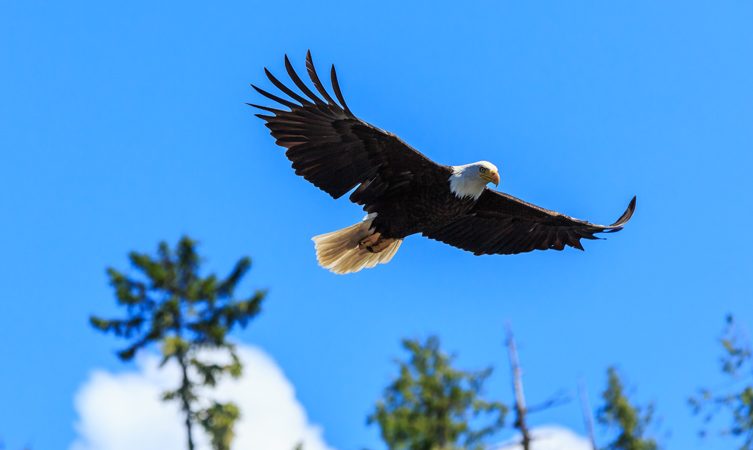 Bald Eagle