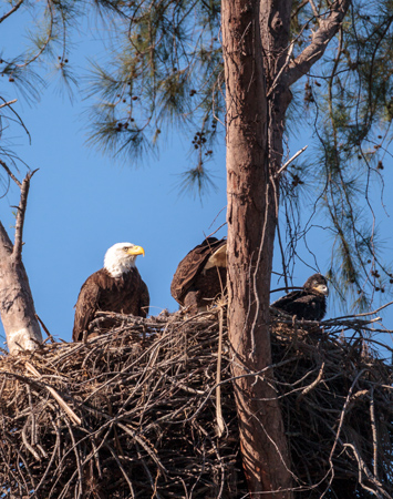 Bald Eagle