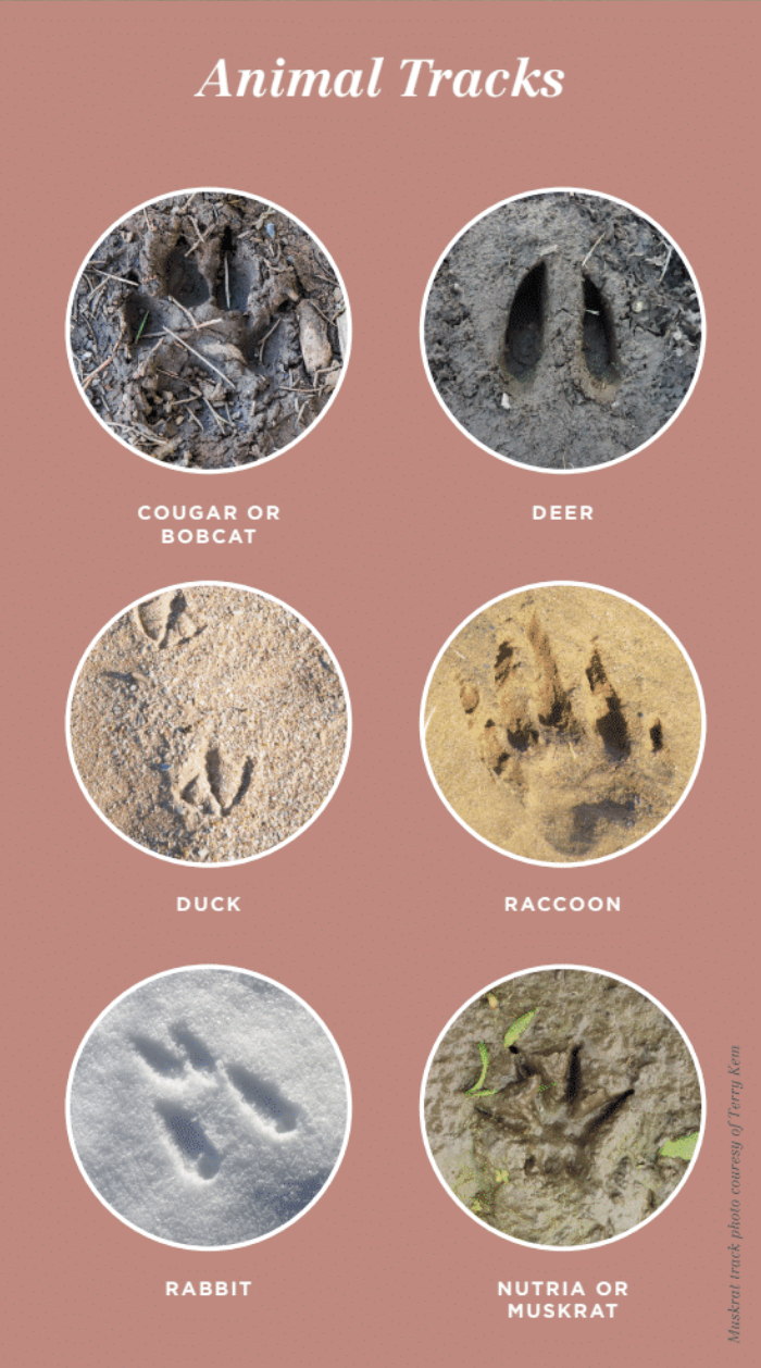 animal footprints identification